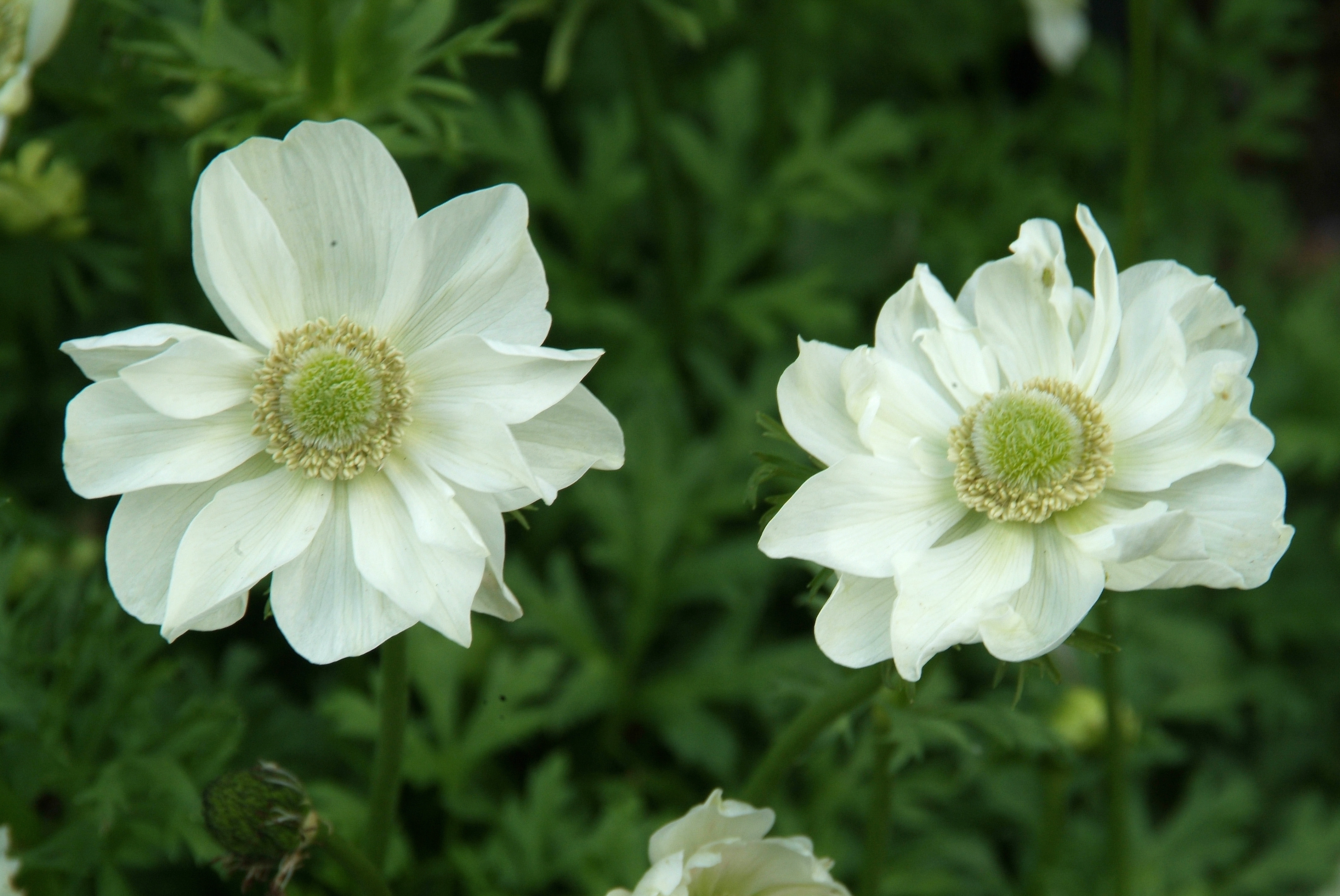 Anemone coronaria 'Bride'wit, snijbloem bestellen